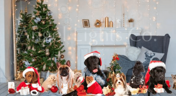 How to Keep Your Furry Friends Safe This Holiday Season